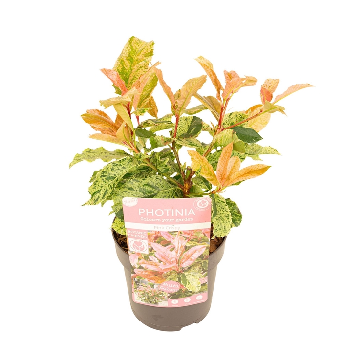 <h4>Photinia ser. 'Pink Crispy' ®</h4>