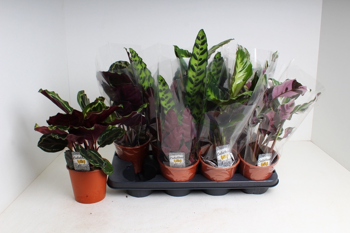 <h4>CALAT GEM 4 SRT</h4>