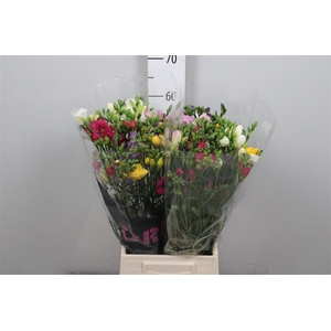 Fr Du Gemengd 18gr (op Kleur!)