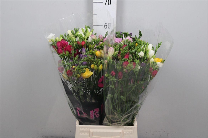 <h4>Fr Du Gemengd 18gr (op Kleur!)</h4>