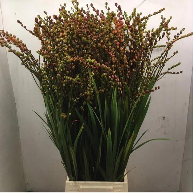 <h4>CROCOS BERRY CROCOSM BES OV</h4>