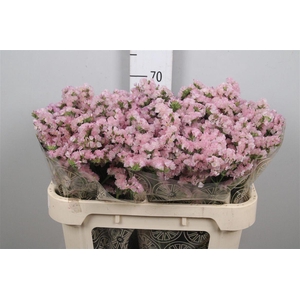 Lim S Apricot Sun Birds