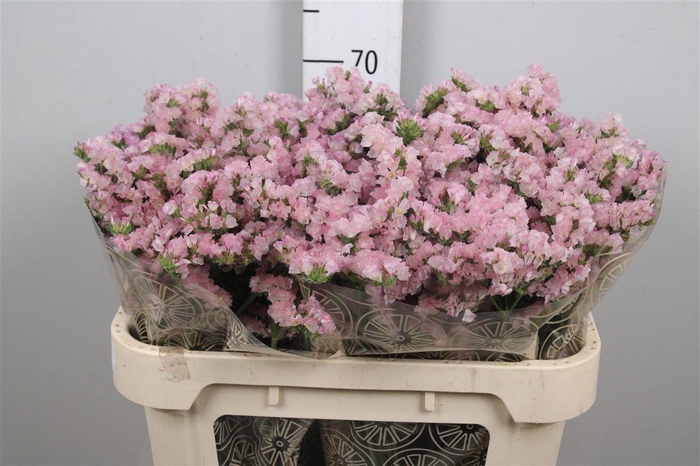 <h4>Lim S Apricot Sun Birds</h4>