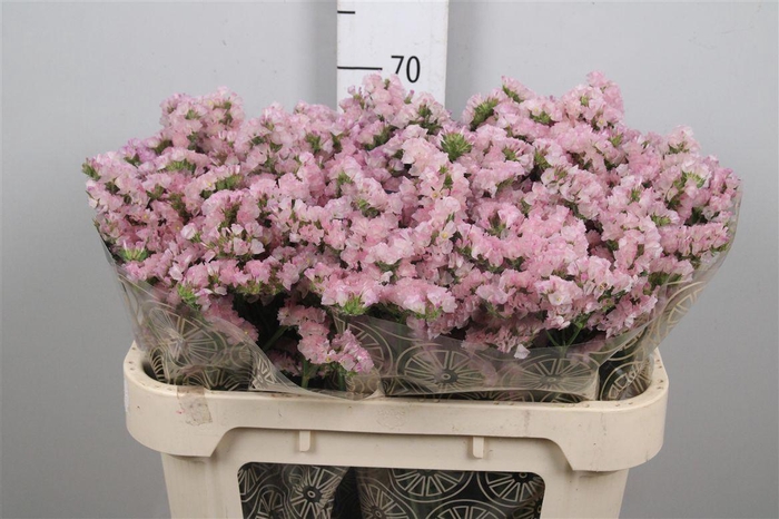 <h4>Lim S Apricot Sun Birds</h4>