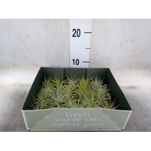 Tillandsia