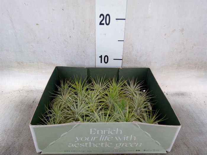 <h4>Tillandsia</h4>