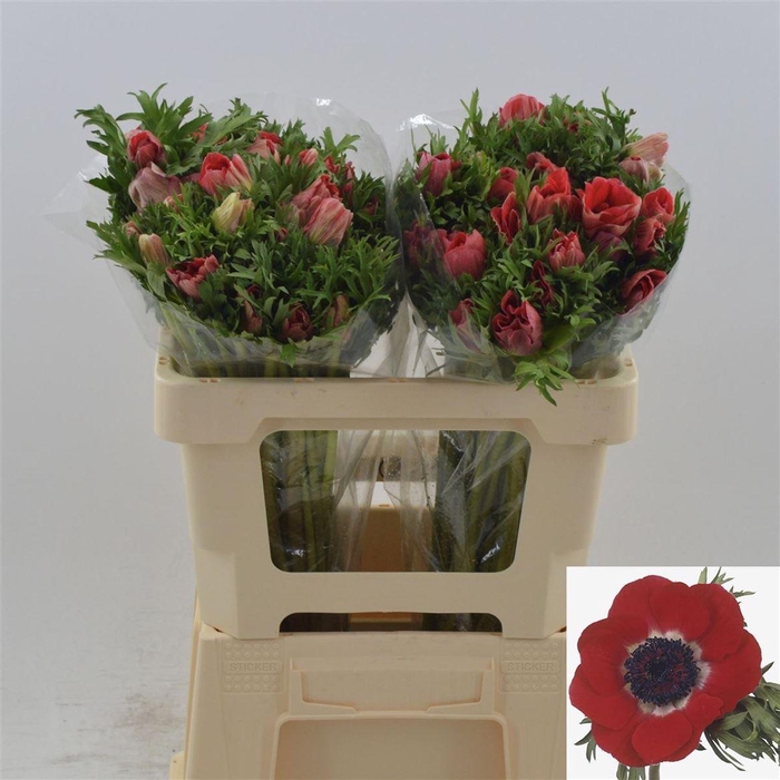 <h4>Anemone Galil Rood</h4>