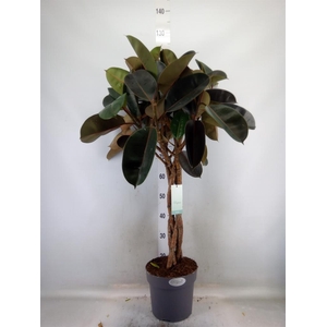 Ficus elastica 'Burgundy'