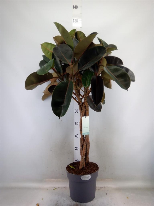 <h4>Ficus elastica 'Burgundy'</h4>