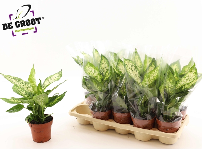 <h4>DIEFF COMPACTA</h4>