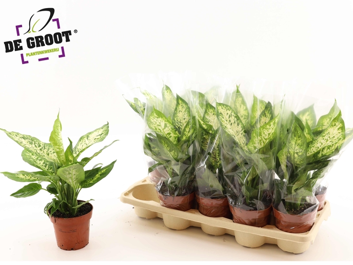 <h4>DIEFF COMPACTA</h4>