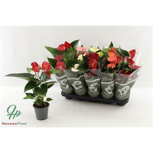 Anthurium Andreanum Grp gemengd 4 kleuren