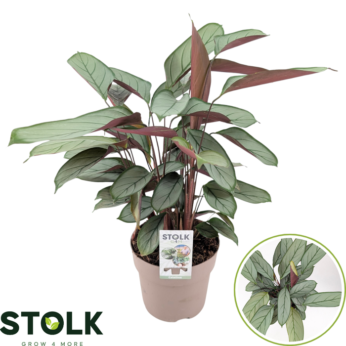 <h4>Ctenanthe 17cm 'Green Flag'</h4>