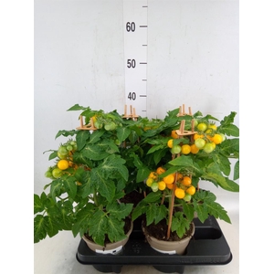 Solanum lycopersicum   ...