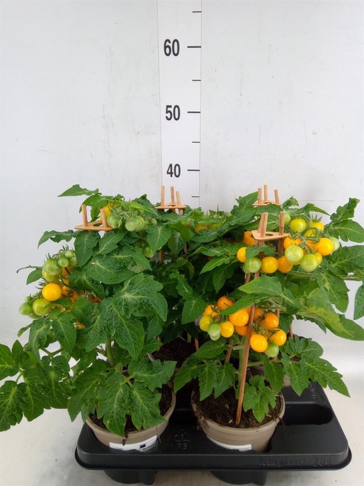 <h4>Solanum lycopersicum   ...</h4>