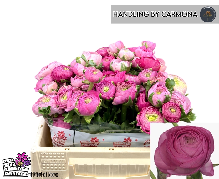 <h4>RAN EL DARK PINK</h4>