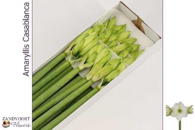 <h4>HIPP GA CASABLANCA</h4>