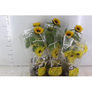 GIRASSOL MINI SUN BRIGHT P15