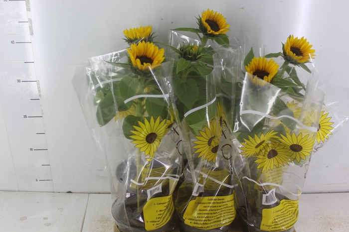 <h4>GIRASSOL MINI SUN BRIGHT P15</h4>