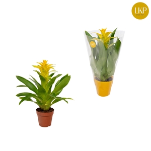 Guzmania Diana Geel (Met Hoes)