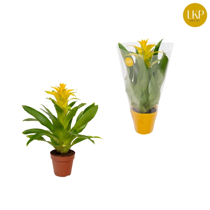 <h4>Guzmania Diana Geel (Met Hoes)</h4>