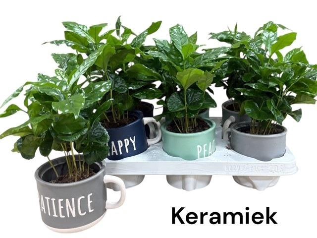 <h4>COFFEA ARABICA</h4>