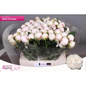 PAEO L BOWL OF CREAM