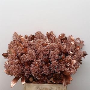 Skim Klb Bronse P Bos