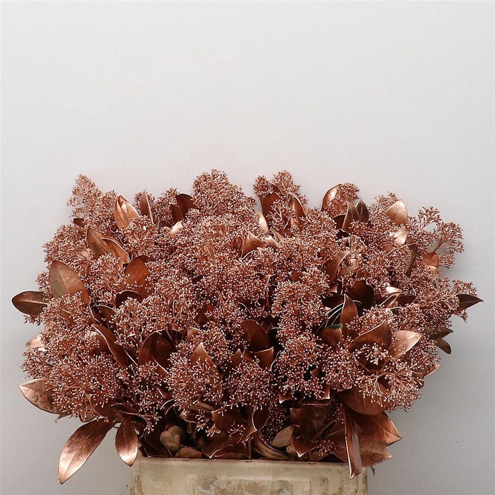 <h4>Skim Klb Bronse P Bos</h4>