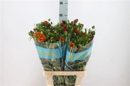 <h4>Ranunculus Butterfly Satyros 70cm</h4>
