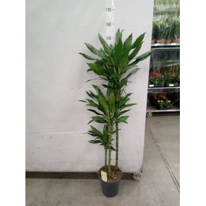 Dracaena fr de 'Janet Lind'