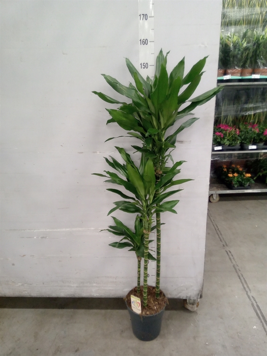 <h4>Dracaena fr de 'Janet Lind'</h4>