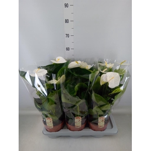 Anthurium andr. 'Alpine'