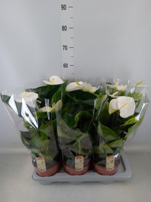 <h4>Anthurium andr. 'Alpine'</h4>