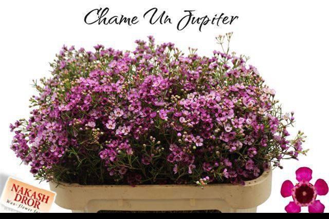 <h4>CHAME UN JUPITER</h4>