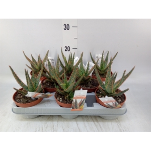 Aloe   ...