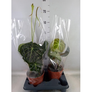 Anthurium clarinervium