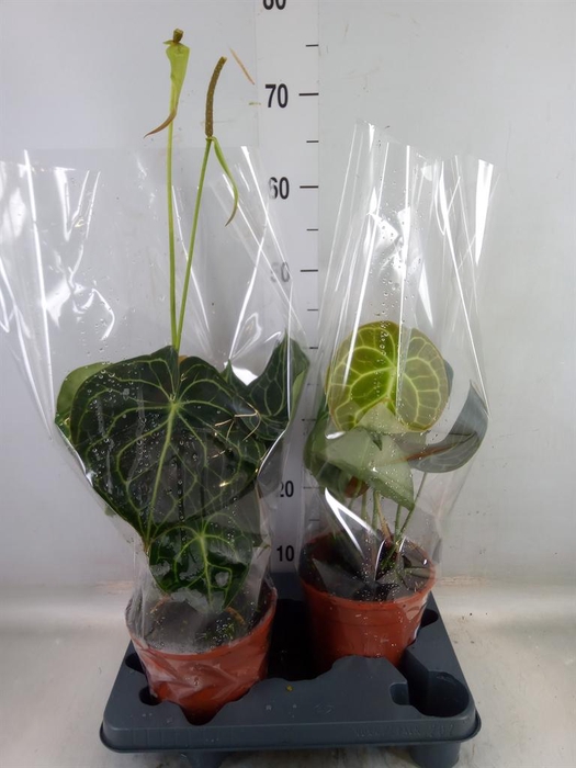 <h4>Anthurium clarinervium</h4>