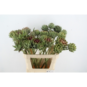 CYNARA SC GREEN GLOB