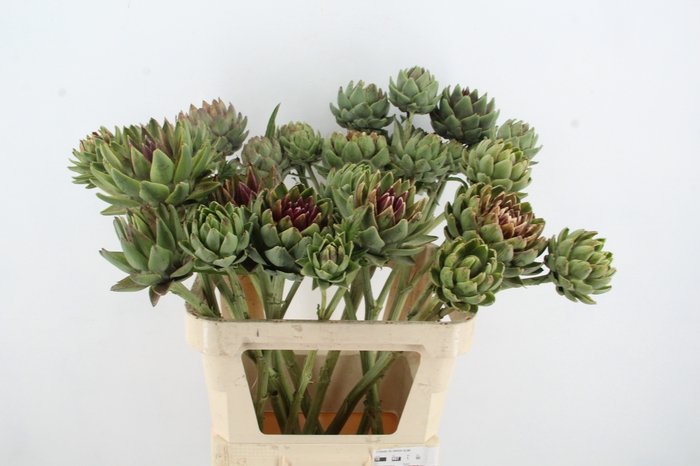 <h4>CYNARA SC GREEN GLOB</h4>