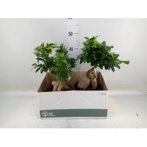 Ficus microcarpa 'Ginseng'