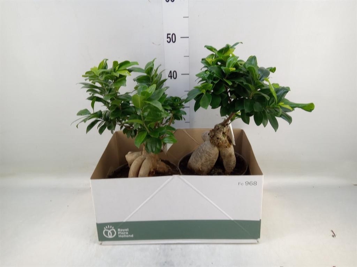 <h4>Ficus microcarpa 'Ginseng'</h4>