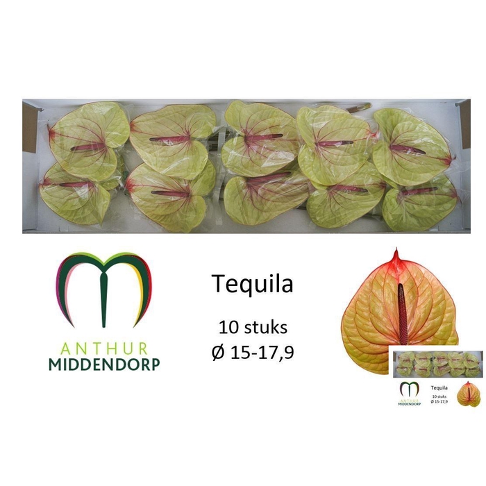 <h4>Anth A Tequila</h4>