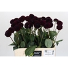 Dahlia Black Lars