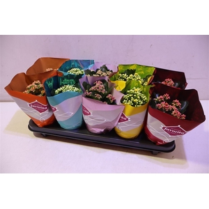 arr8 Kalanchoe Double Deluxe Mix