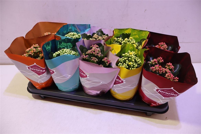 <h4>arr8 Kalanchoe Double Deluxe Mix</h4>
