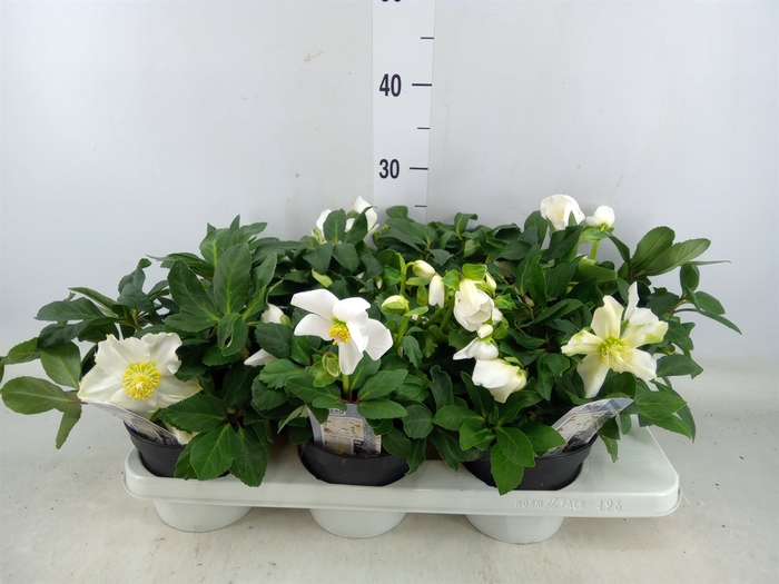 <h4>Helleborus niger 'Advent Star'</h4>