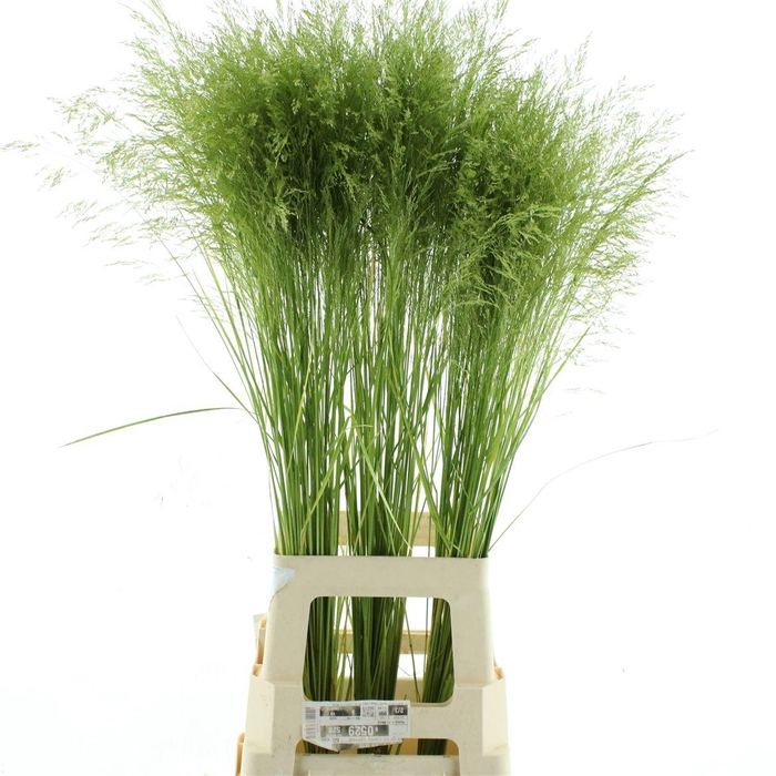 <h4>Deschampsia Silver Green</h4>