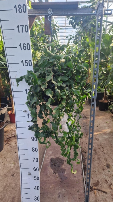 Epiphyllum guatemale