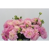 Dahlia Pink Pop